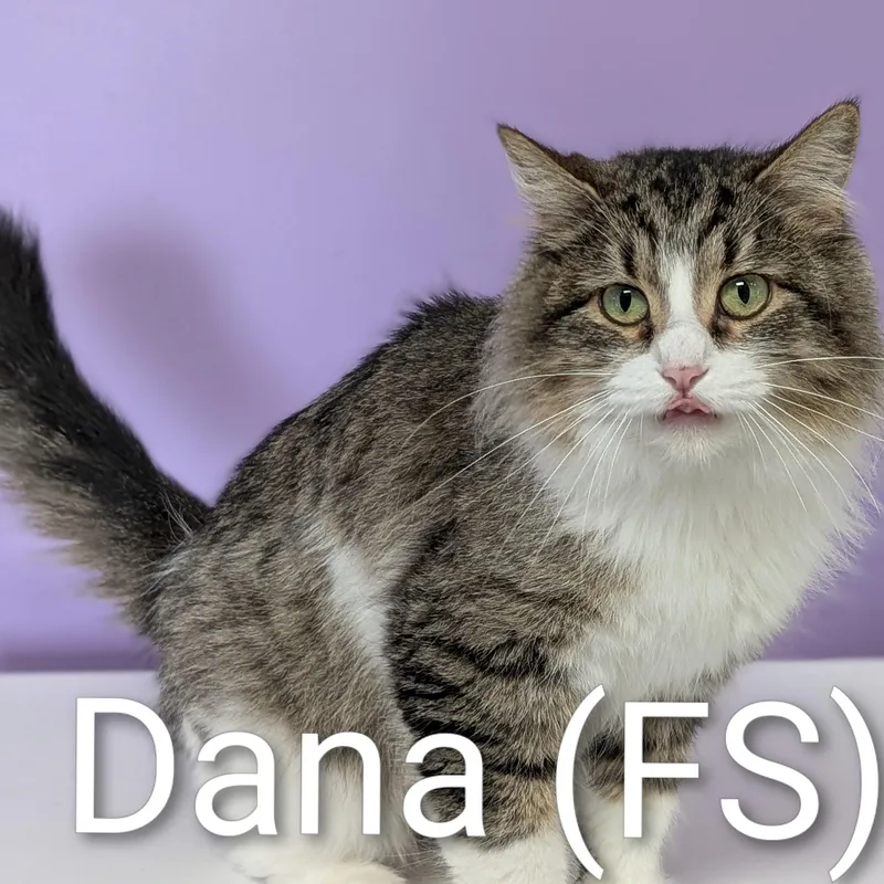 A young medium-sized female Tabby (Brown / Chocolate) Domestic Medium Hair cat named Dana for adoption in Mazon, IL