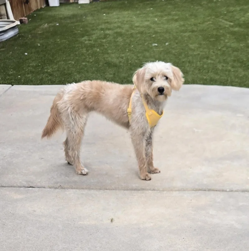 A young small-sized female Poodle dog named Mila for adoption in Thornton, CO