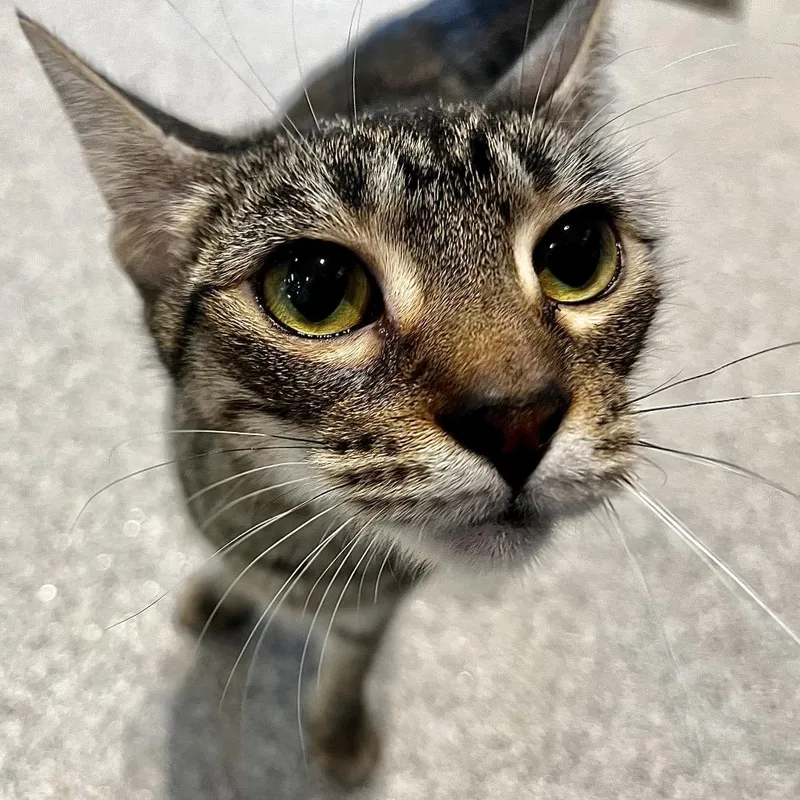 An adult medium-sized female Gray / Blue / Silver Domestic Short Hair cat named Bitsy Boo for adoption in Englewood, FL