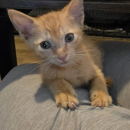 A baby small-sized male Tabby (Orange / Red) Domestic Short Hair cat named Solan for adoption in Edmond, OK