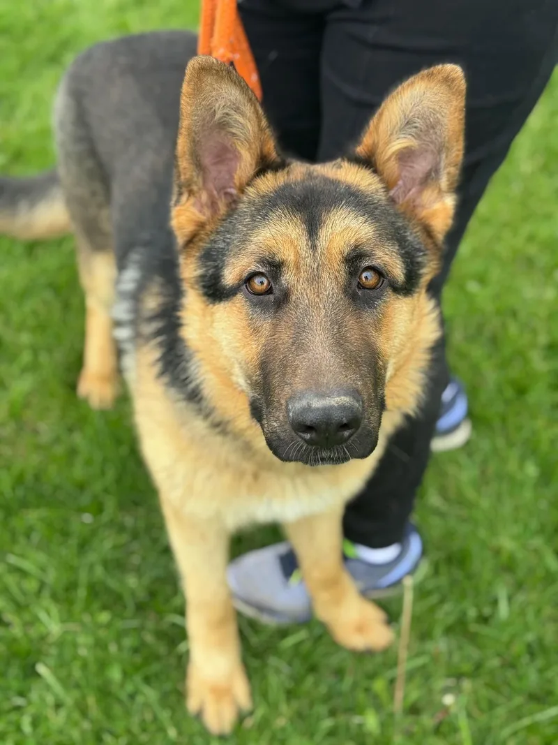 An adult large-sized male Black German Shepherd Dog dog named Texas for adoption in Benton Harbor, MI