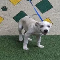A young medium-sized male English Bulldog dog named Felix for adoption in West Palm Beach, FL