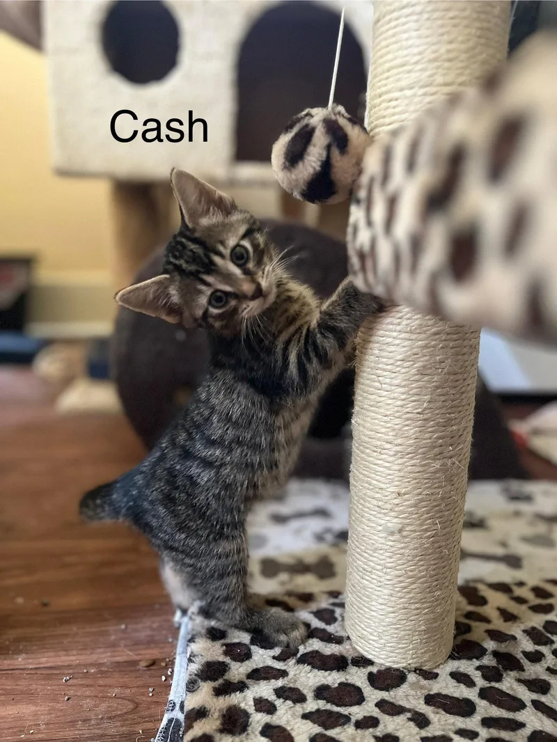 A young medium-sized male Extra-Toes Cat / Hemingway Polydactyl cat named Cash for adoption in Clinton, MI