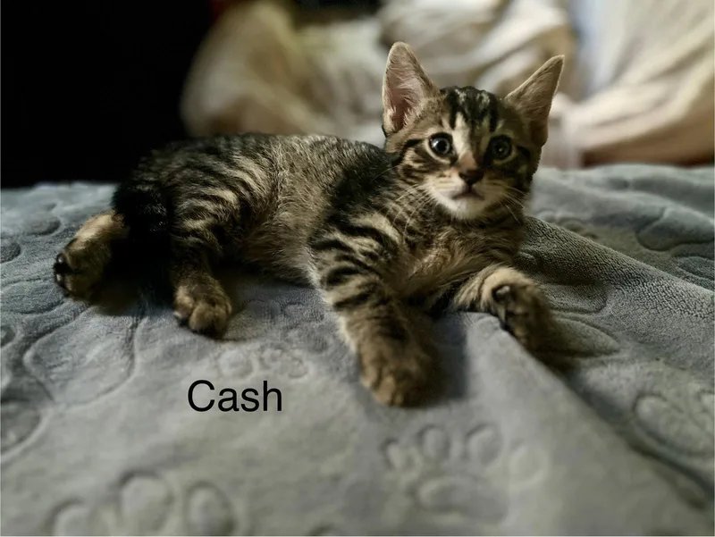Cash thumbnail 2