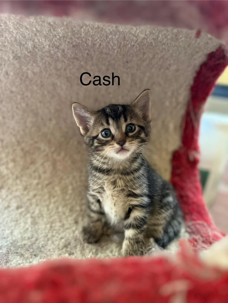 Cash thumbnail 3