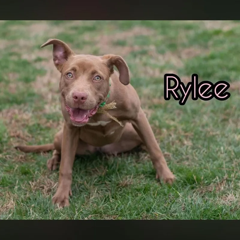 Rylee