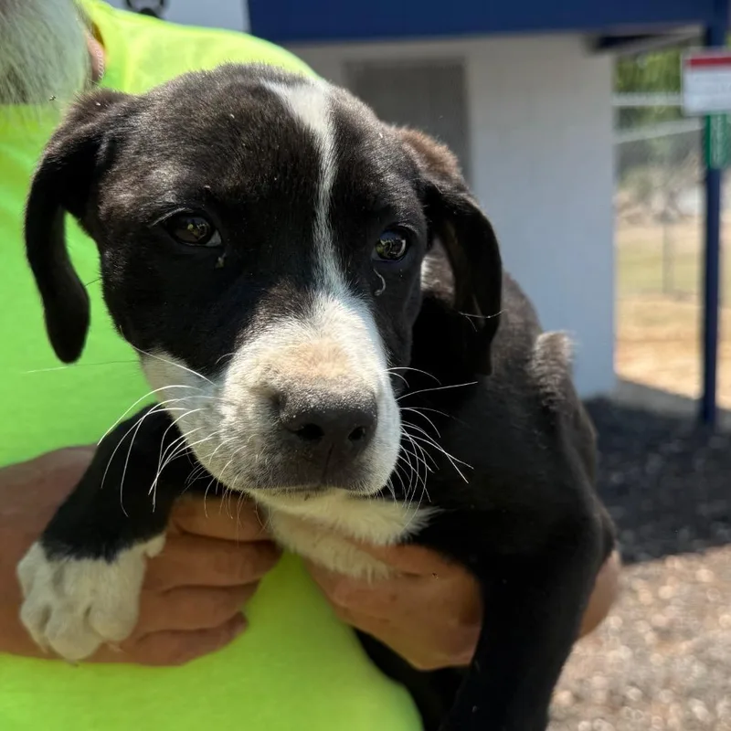 A baby small-sized female Black Mixed Breed dog named Brinn for adoption in Millen, GA
