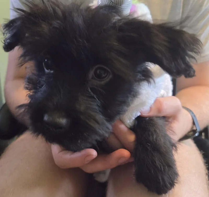 A baby medium-sized female Shih Tzu dog named Rose for adoption in Plainfield, IL