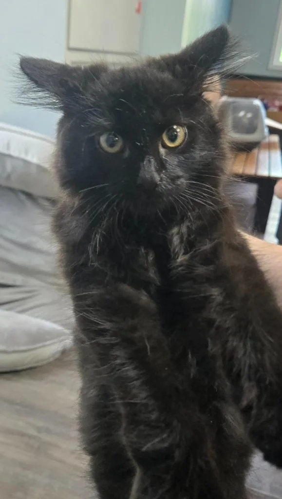 A baby small-sized male Domestic Long Hair cat named Kyle for adoption in Greencastle, IN