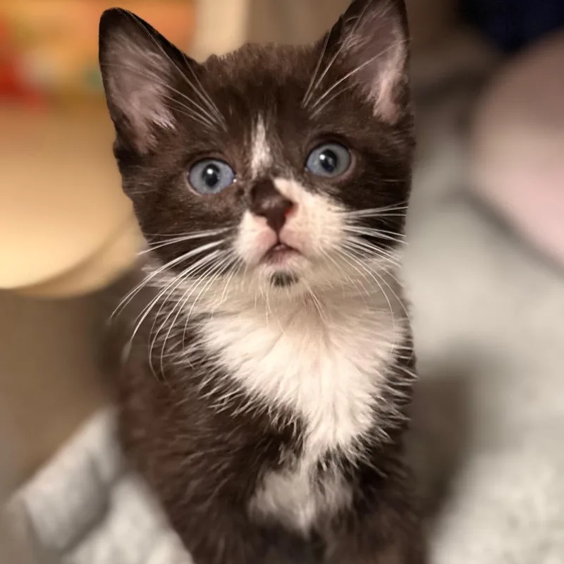 A baby small-sized female Domestic Short Hair cat named Jill for adoption in Cumming, GA