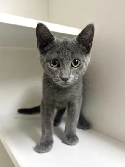 A baby small-sized female Domestic Short Hair cat named Olive for adoption in West Chester, PA