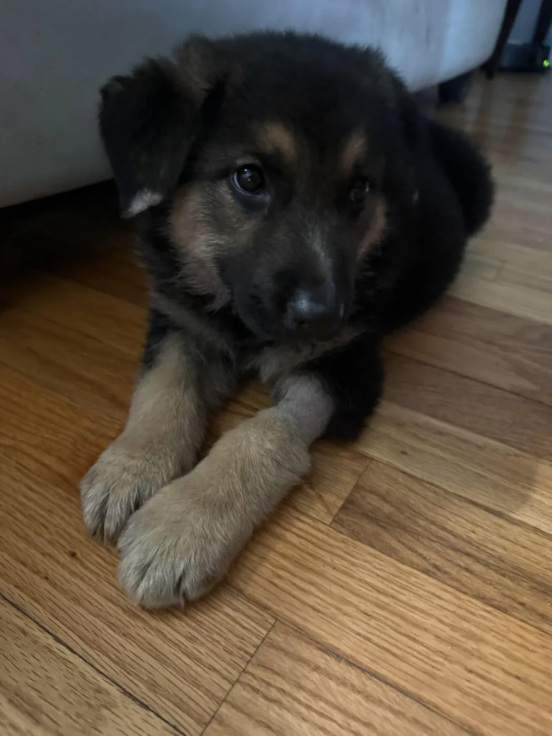 A baby medium-sized female German Shepherd Dog dog named Gretel for adoption in Hillside, IL