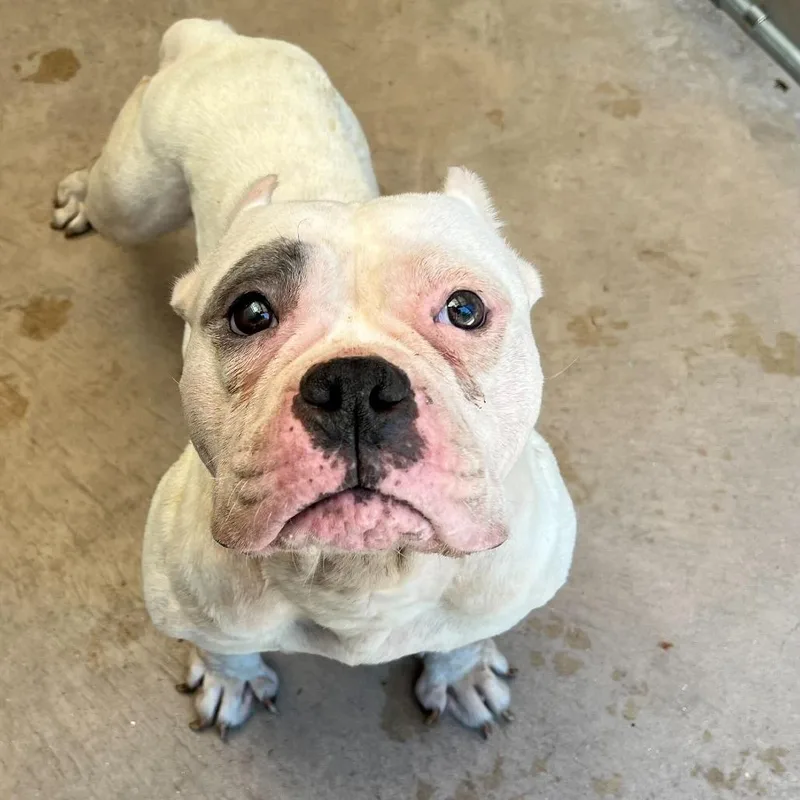 An adult medium-sized female White / Cream American Bulldog dog named Montstray for adoption in Perkiomenville, PA