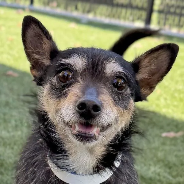 An adult small-sized female Norwich Terrier dog named Kimmy Schmidt for adoption in Walnut Creek, CA