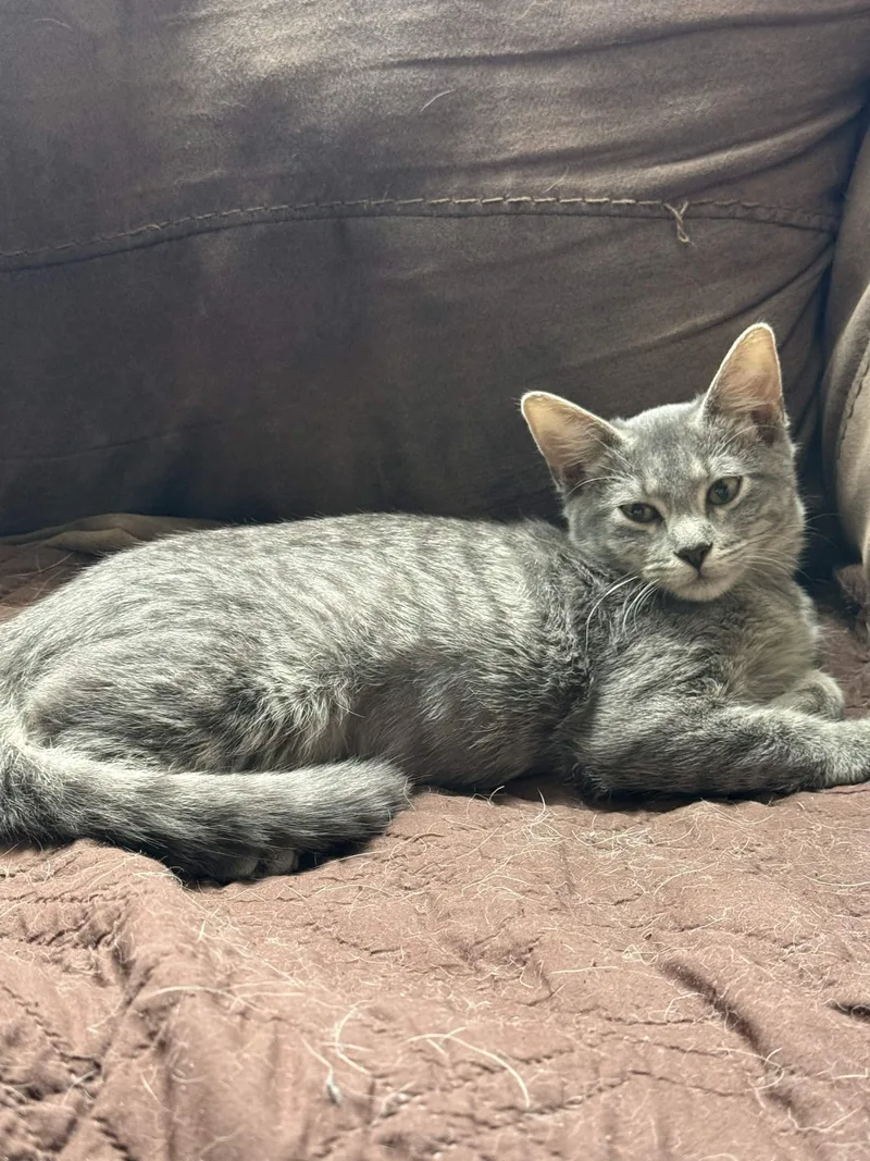 A baby medium-sized female Gray / Blue / Silver Domestic Short Hair cat named Daphne for adoption in Houston, TX