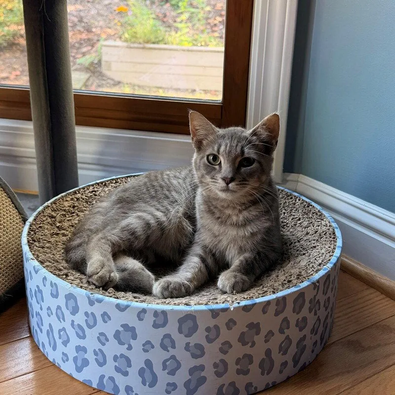 A baby medium-sized male Domestic Short Hair cat named Spumoni for adoption in Candler, NC