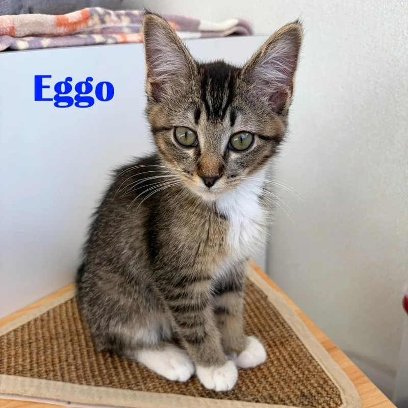 Eggo