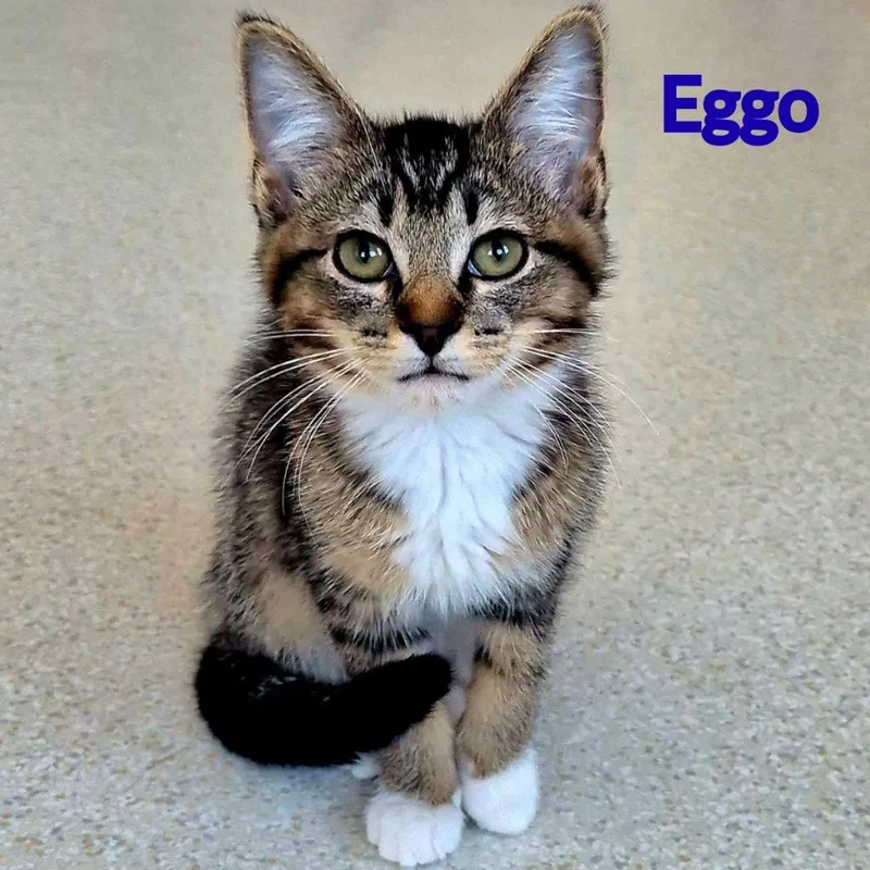 Eggo thumbnail 2