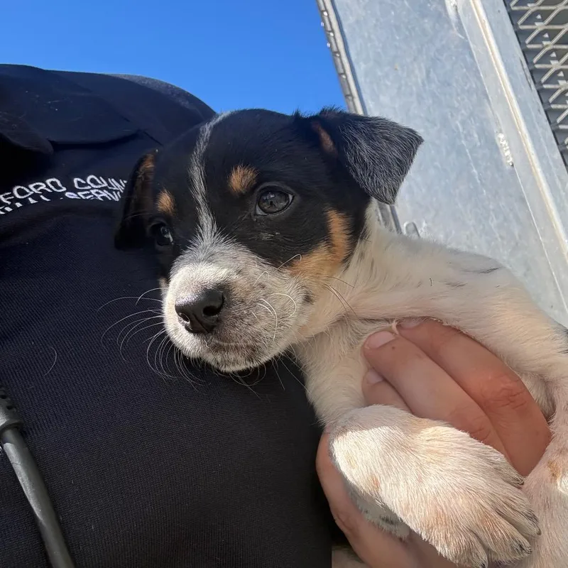 A baby small-sized female Black Mixed Breed dog named Coo for adoption in Greensboro, NC