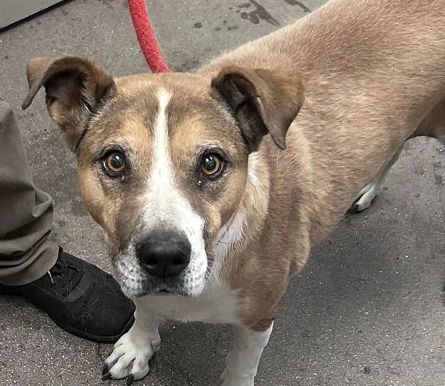 An adult medium-sized female American Staffordshire Terrier dog named Curvy for adoption in Tucson, AZ