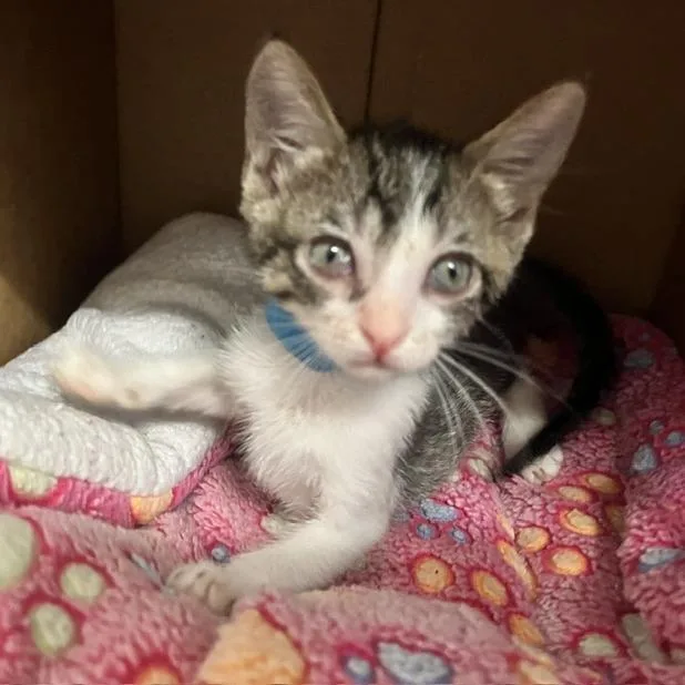 A baby small-sized male Brown / Chocolate Domestic Short Hair cat named Quiche for adoption in Ventura, CA