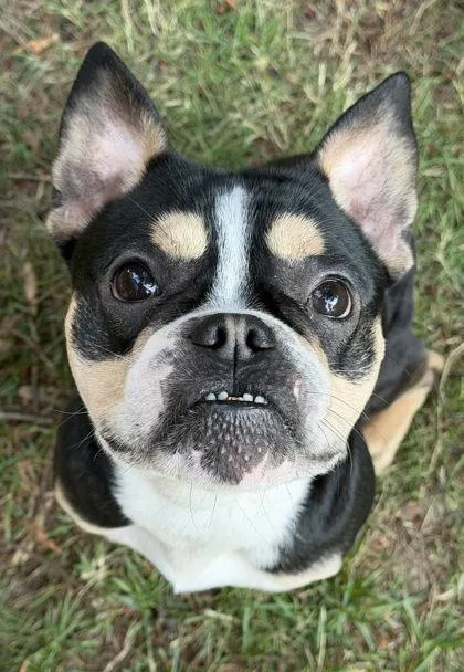 An adult small-sized male French Bulldog dog named Rosco Rainier for adoption in Bonney Lake, WA