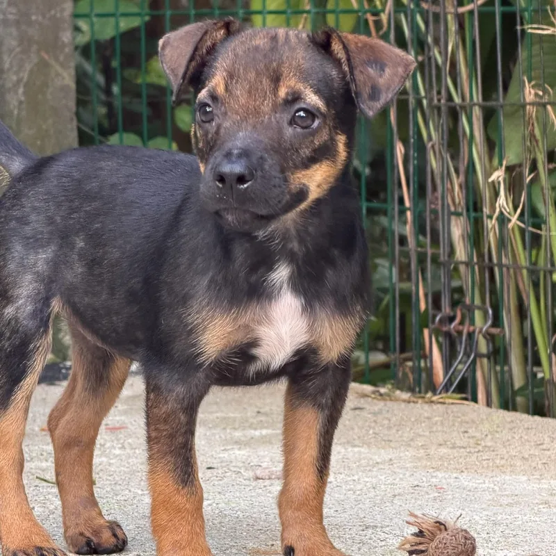 A baby medium-sized male Tricolor (Brown, Black, & White) Mixed Breed dog named Manny The Man Of for adoption in Lake Forest, IL