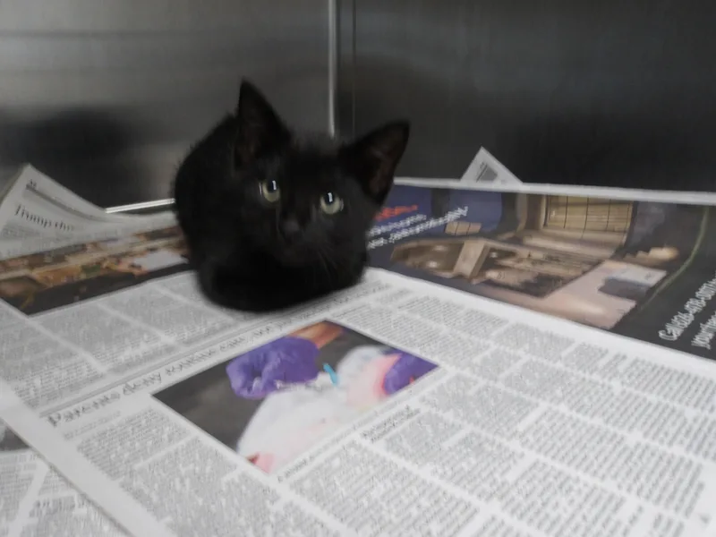 A baby small-sized male Domestic Short Hair cat named Normandie for adoption in Los Angeles, CA