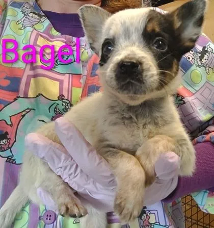 A young large-sized female Cattle Dog dog named Bagel for adoption in Kansas City, MO