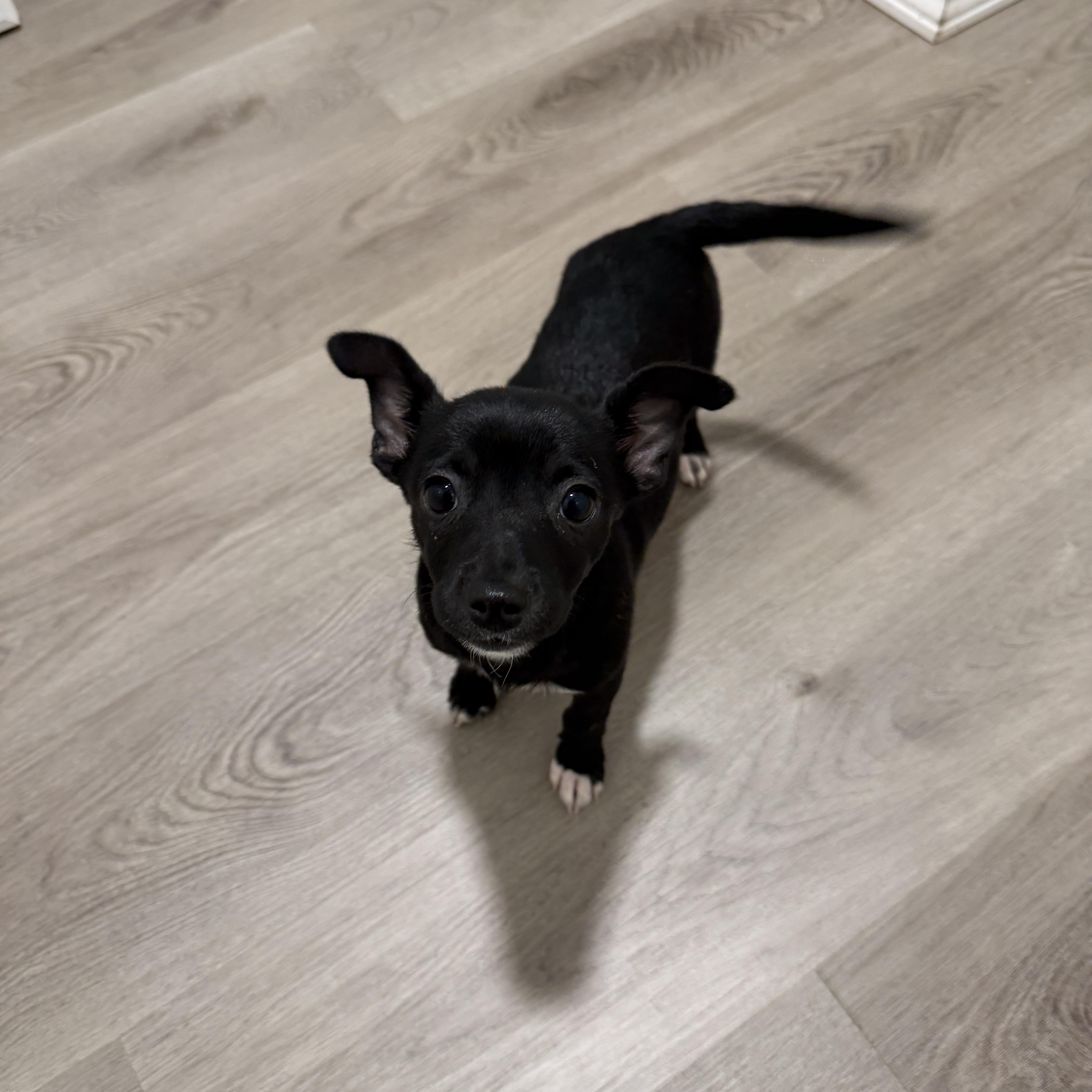 A baby small-sized female Chihuahua dog named Otter for adoption in San Diego, CA