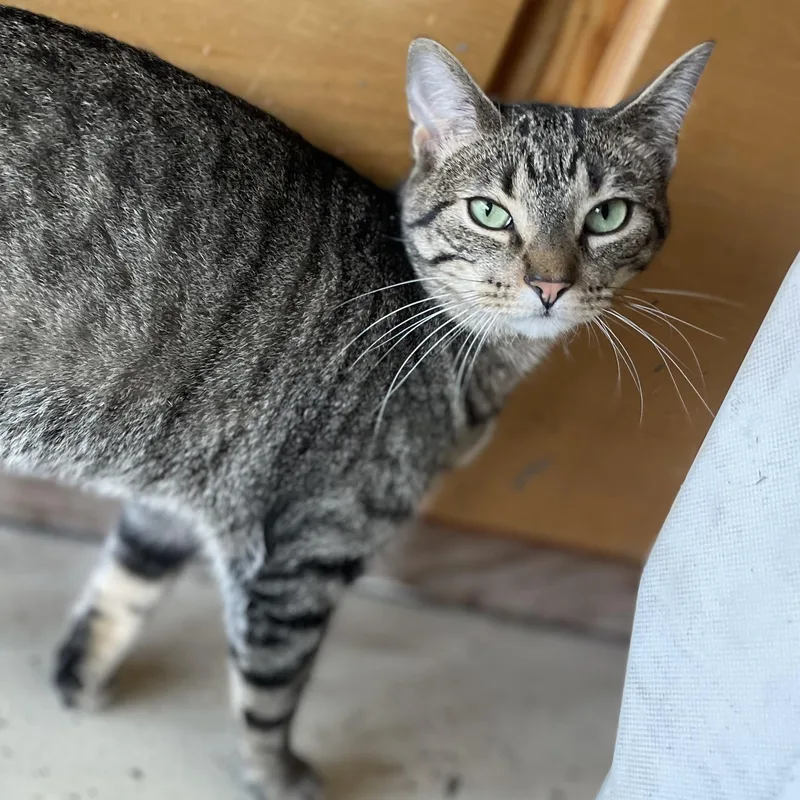 A baby medium-sized male Tabby (Brown / Chocolate) Domestic Short Hair cat named Macaroni for adoption in Liverpool, TX