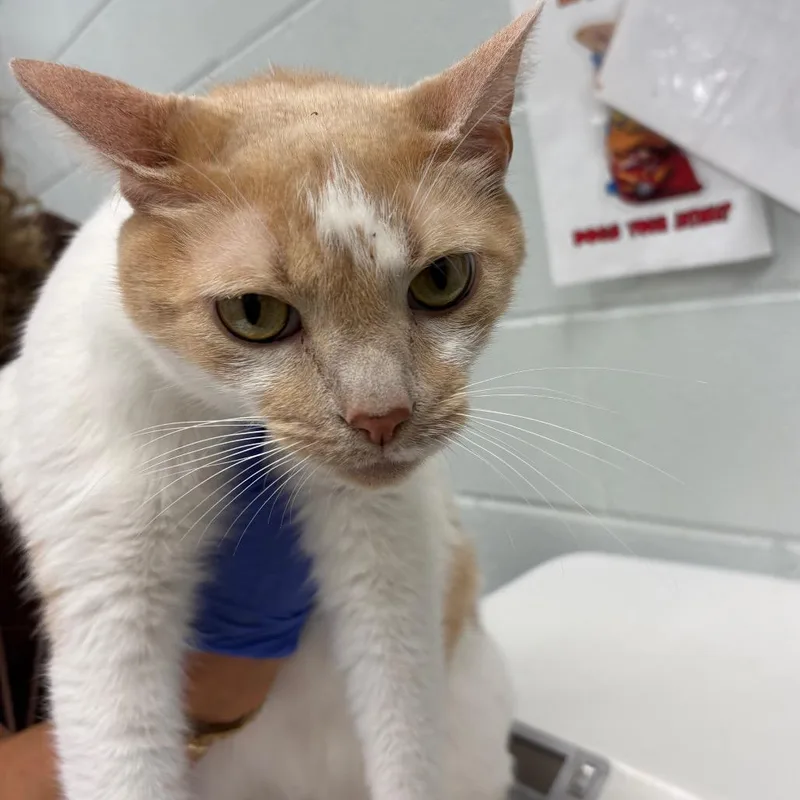 An adult large-sized male Domestic Short Hair cat named Lucian for adoption in Chattanooga, TN