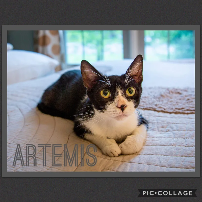 Artemis thumbnail 2