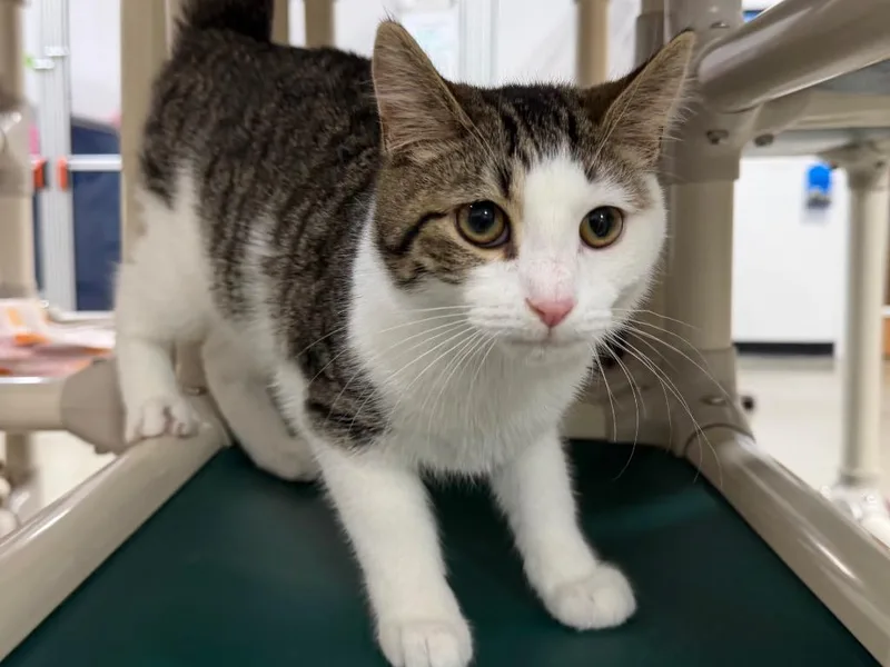 A baby small-sized male Tabby cat named Levi for adoption in Powell, OH