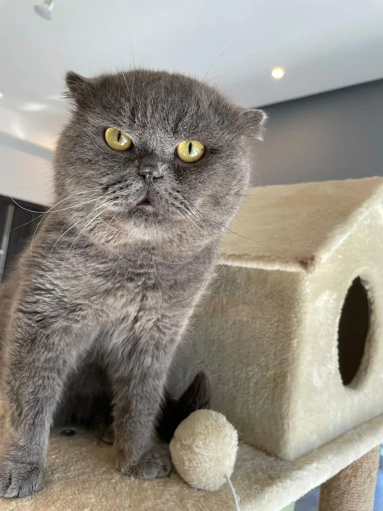 A young large-sized male Scottish Fold cat named Winston for adoption in San Jacinto, CA