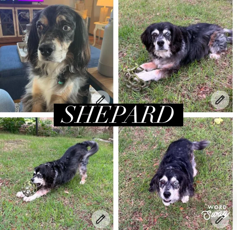 Shepard