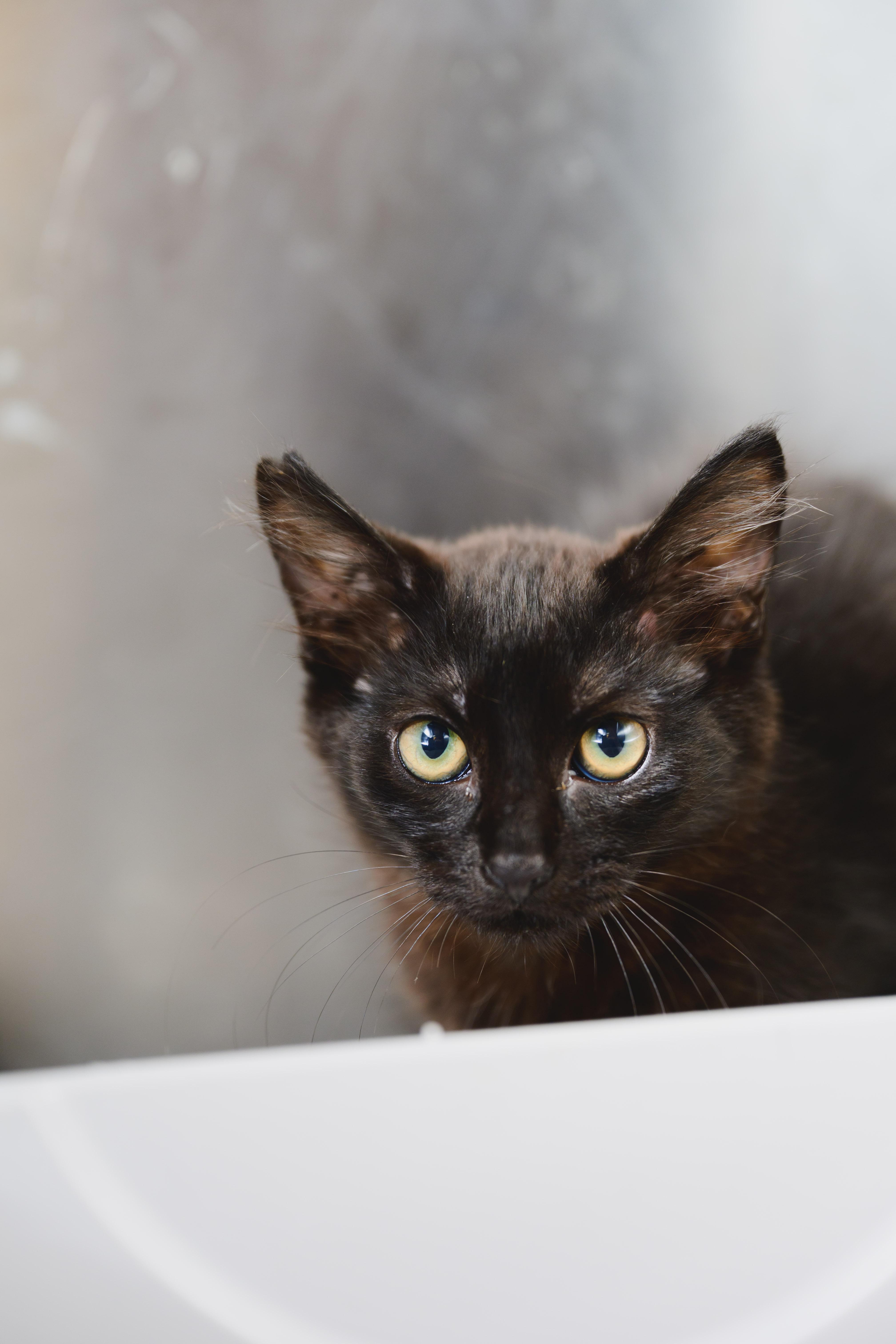 A young small-sized male Domestic Short Hair cat named Wesley for adoption in Honolulu, HI