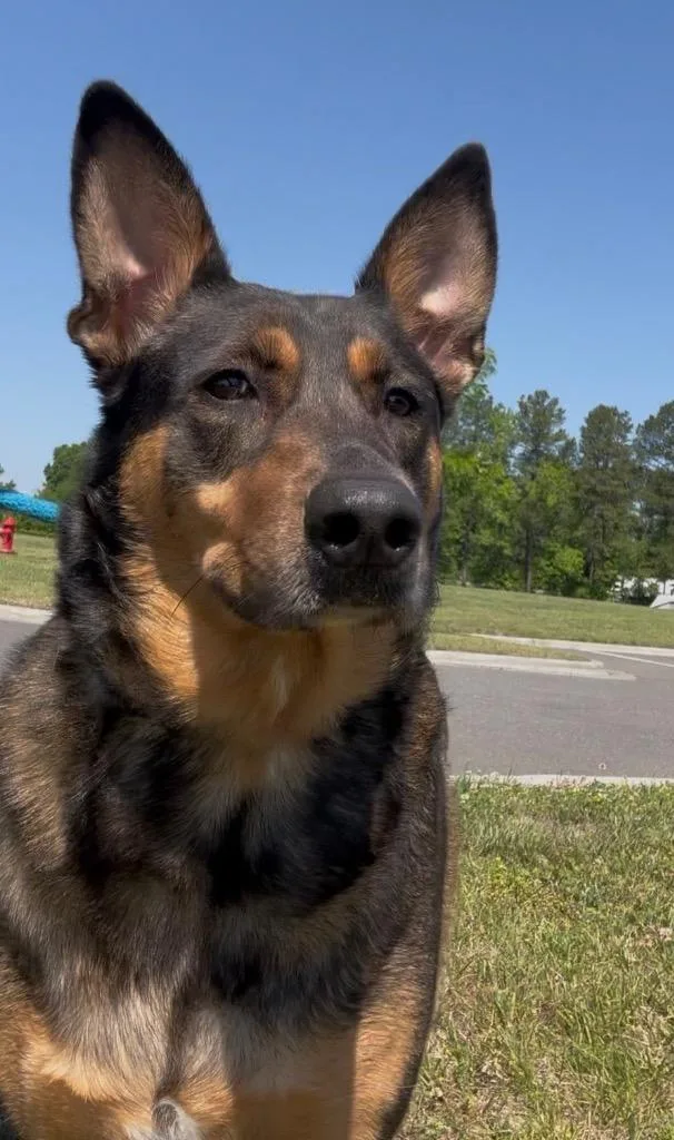 An adult medium-sized female Shepherd dog named Darla for adoption in Oxford, NC
