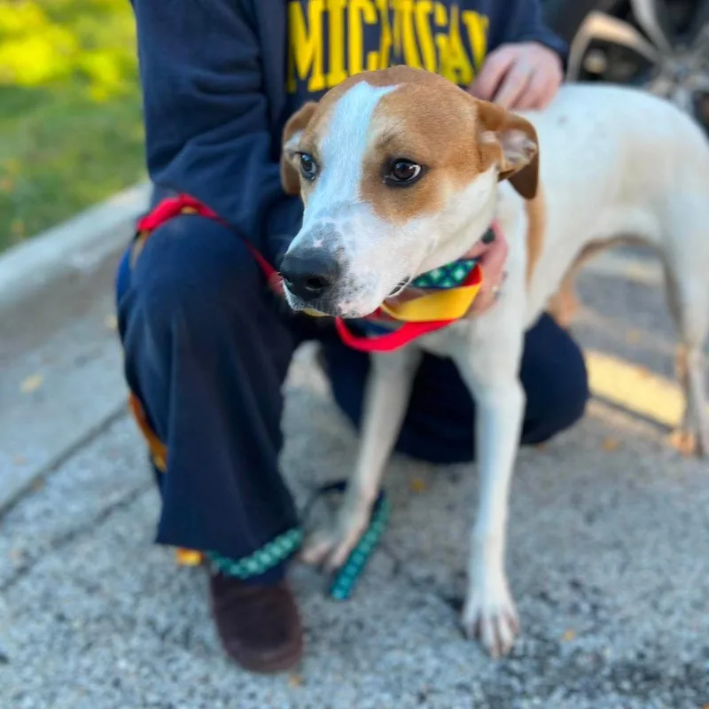 A young medium-sized male White / Cream Labrador Retriever dog named Droolius Caesar for adoption in St. Charles, IL