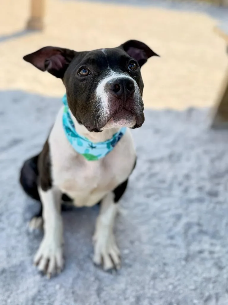 A baby medium-sized male Mixed Breed dog named C Dudley for adoption in Muskegon, MI