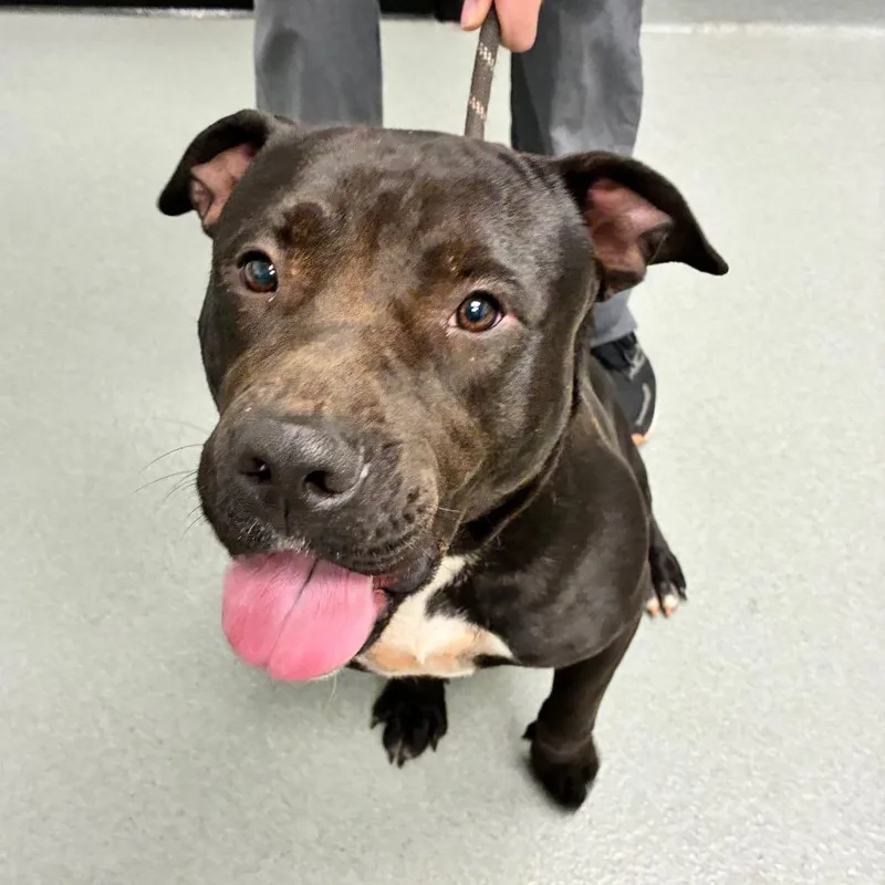 A young medium-sized male Black Pit Bull Terrier dog named Woofgang for adoption in Abilene, TX