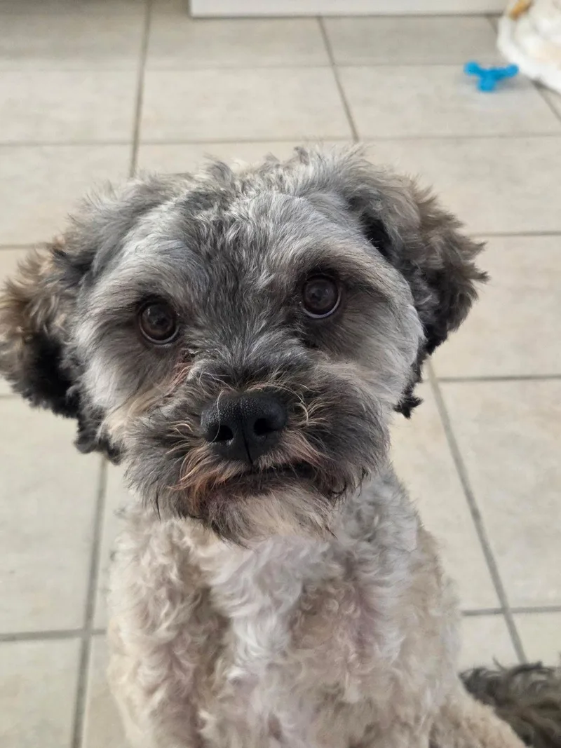 A baby small-sized male Gray / Blue / Silver Shih Tzu dog named Jasper for adoption in Los Angeles, CA
