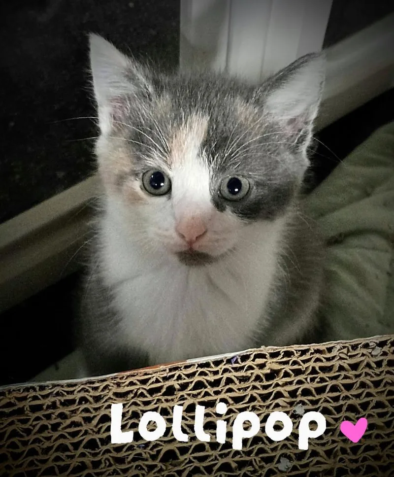 A baby medium-sized female Domestic Short Hair cat named Lollipop Candy for adoption in Parkville, MD