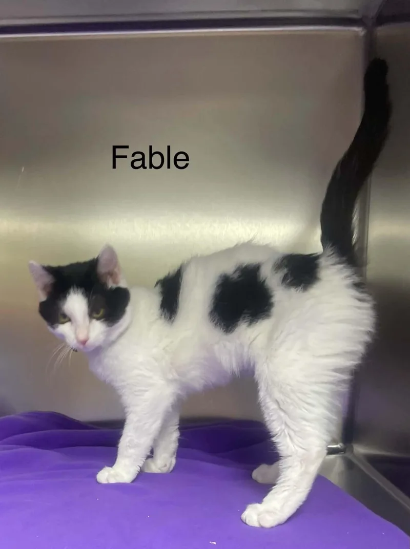 A baby medium-sized male Black & White / Tuxedo Domestic Short Hair cat named Fable for adoption in Wyandotte, MI