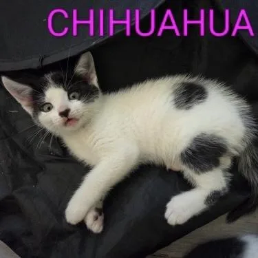 A baby small-sized female Black & White / Tuxedo Domestic Short Hair cat named Chihuahua for adoption in Bentonville, AR