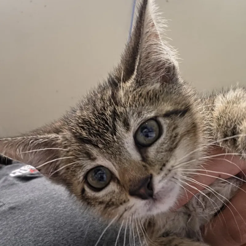 A baby small-sized male Black Domestic Short Hair cat named Avatar for adoption in Leander, TX