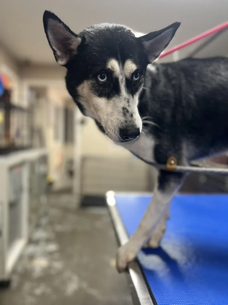 A young medium-sized female Siberian Husky dog named Nika for adoption in New Orleans, LA