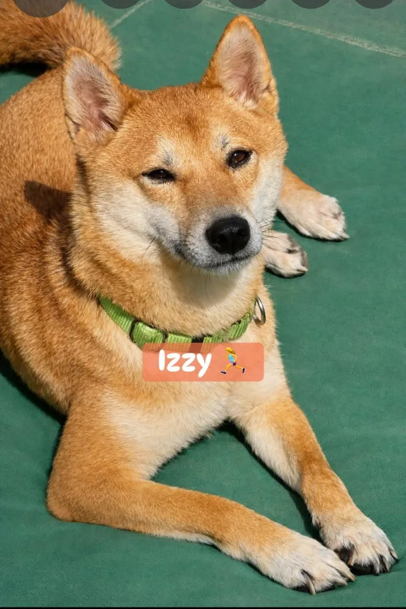 An adult small-sized female Shiba Inu dog named Izzy for adoption in Buffalo, NY