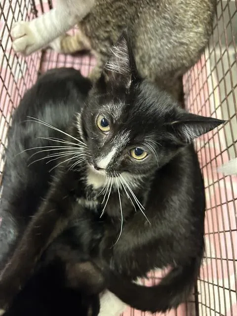 A baby small-sized female Domestic Short Hair cat named Sneak for adoption in Modesto, CA