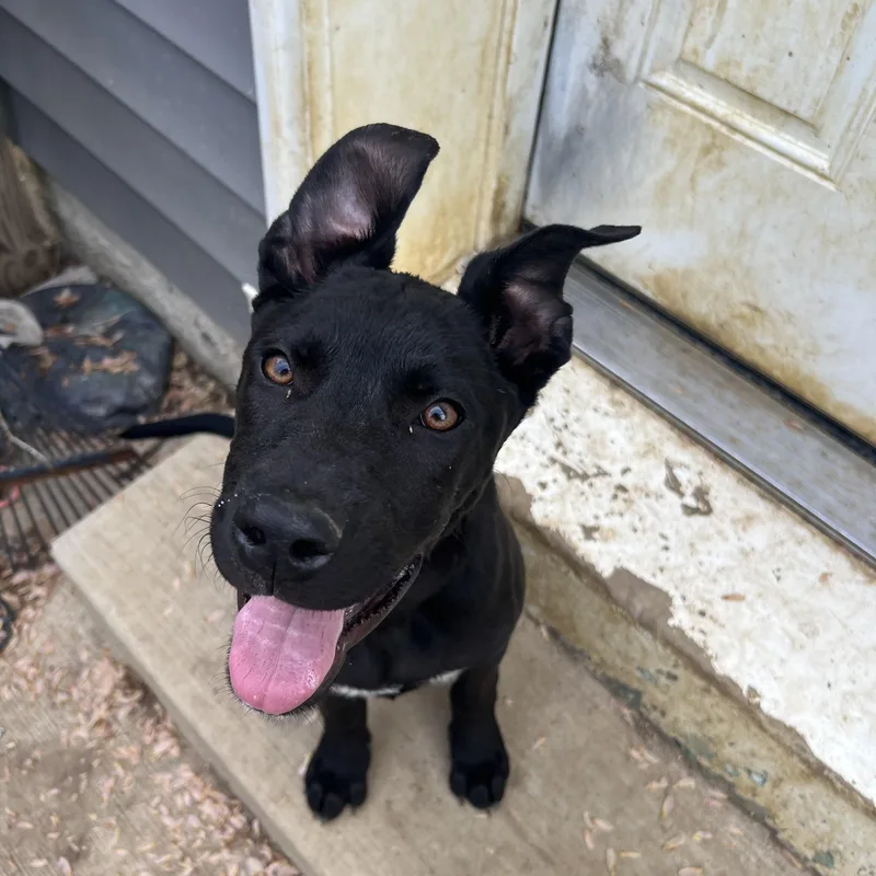 A young medium-sized male Black Labrador Retriever dog named Pinot for adoption in Potomac, MD